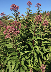 Eupatorium maculatum Atropurpureum'